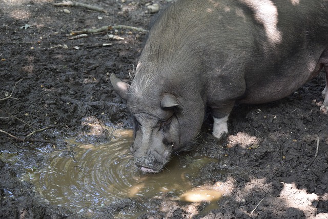 老鹰的特雷 老鹰的特雷