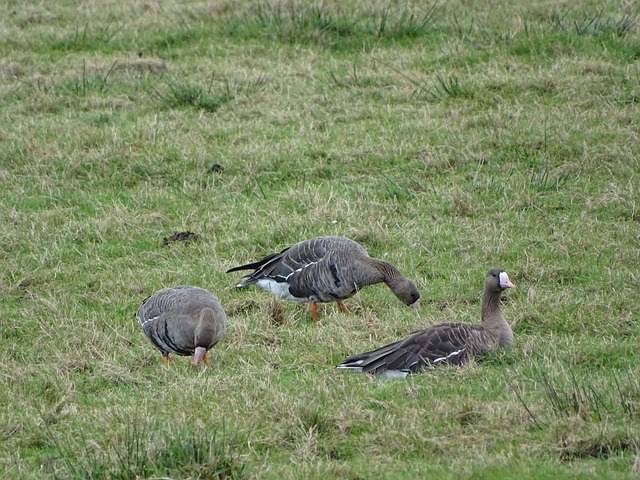 季初期的一 季初期的一