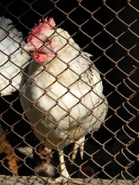 国际合作 国际合作